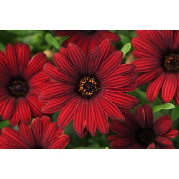 Osteospermum Serenity Red 140mm
