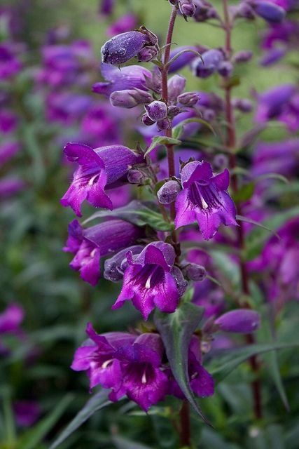 Penstemon Midnight 70mm
