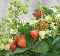 Strawberry  125mm