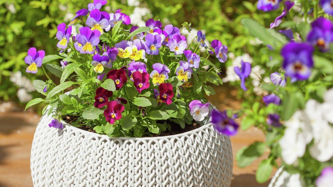 Viola 120mm