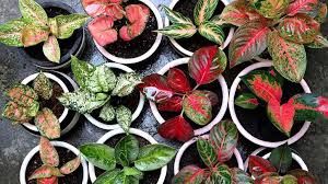 Aglaonema White Pot 90mm