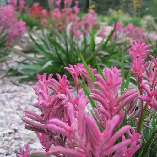 Anigozanthos Bush Pearl 140mm