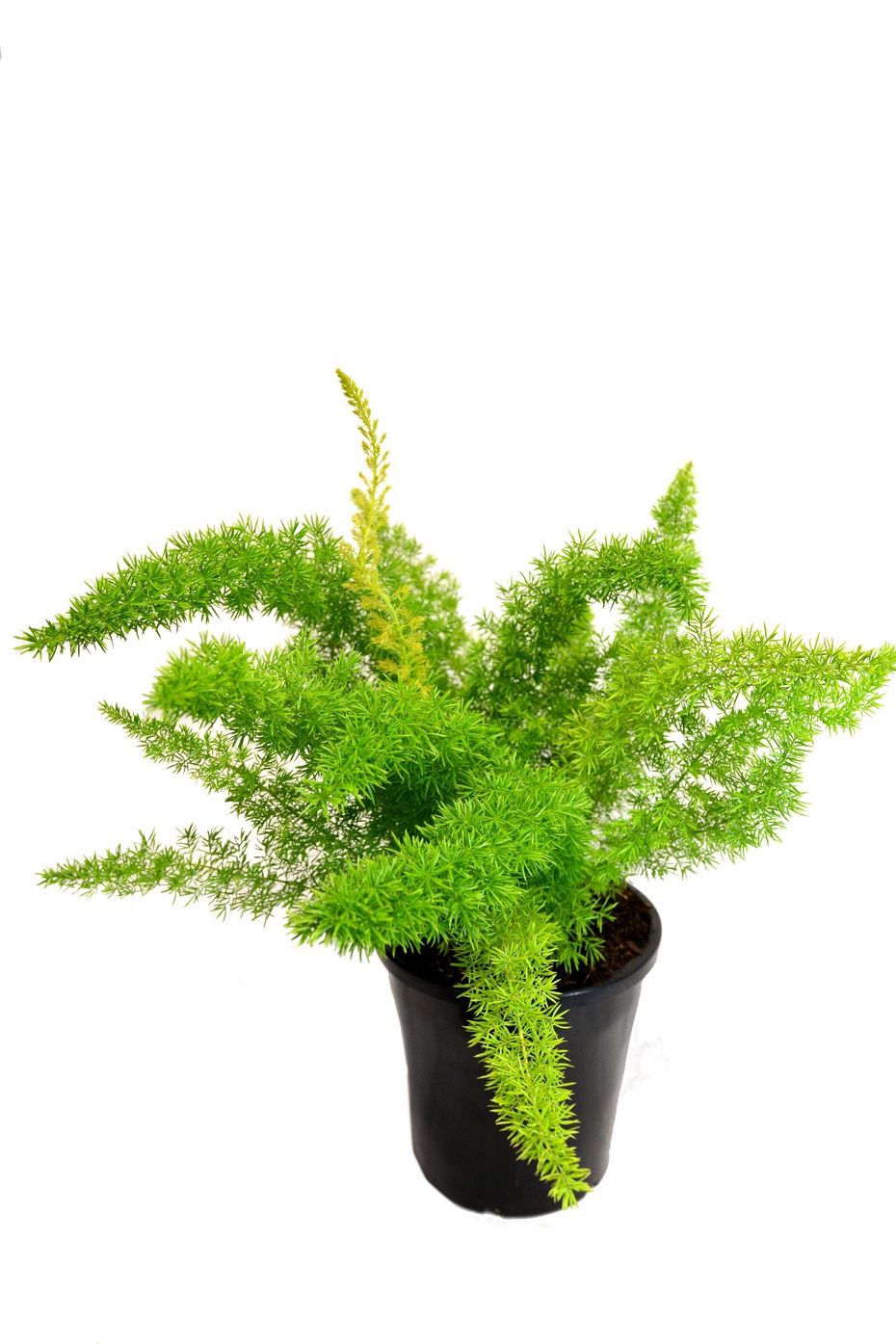 Asparagus Meyerii 140mm