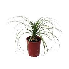 Beaucarnea Recurvata&#39; 5Lt