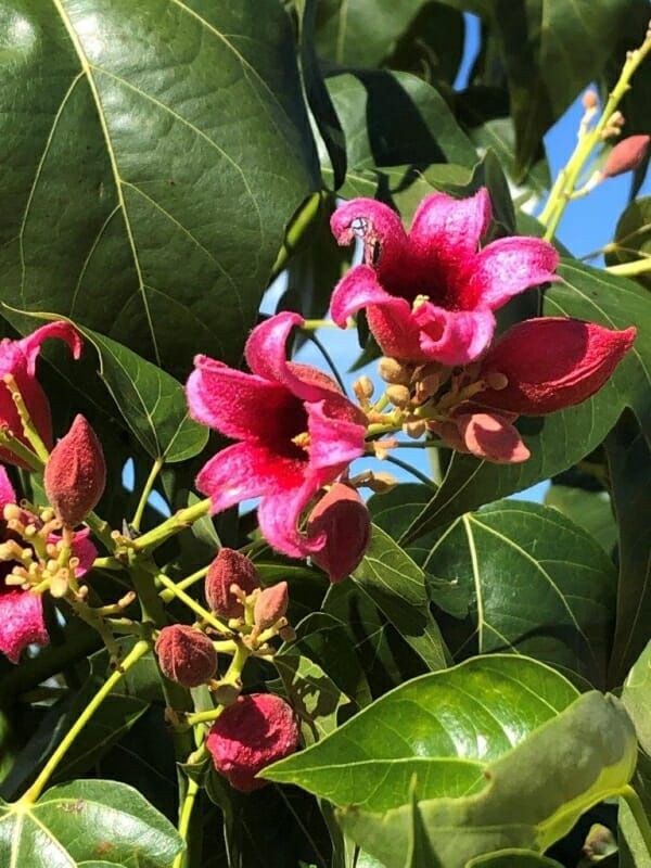 Brachychiton Griffith Pink 300mm