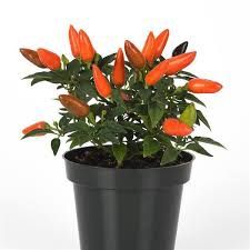 Chilli Acapulco 140mm (Capsicum Annum)