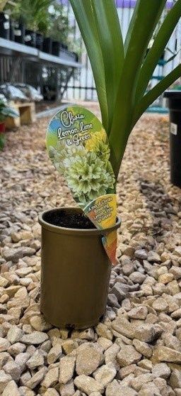 Clivia Lemon Lime &amp; Green 100mm