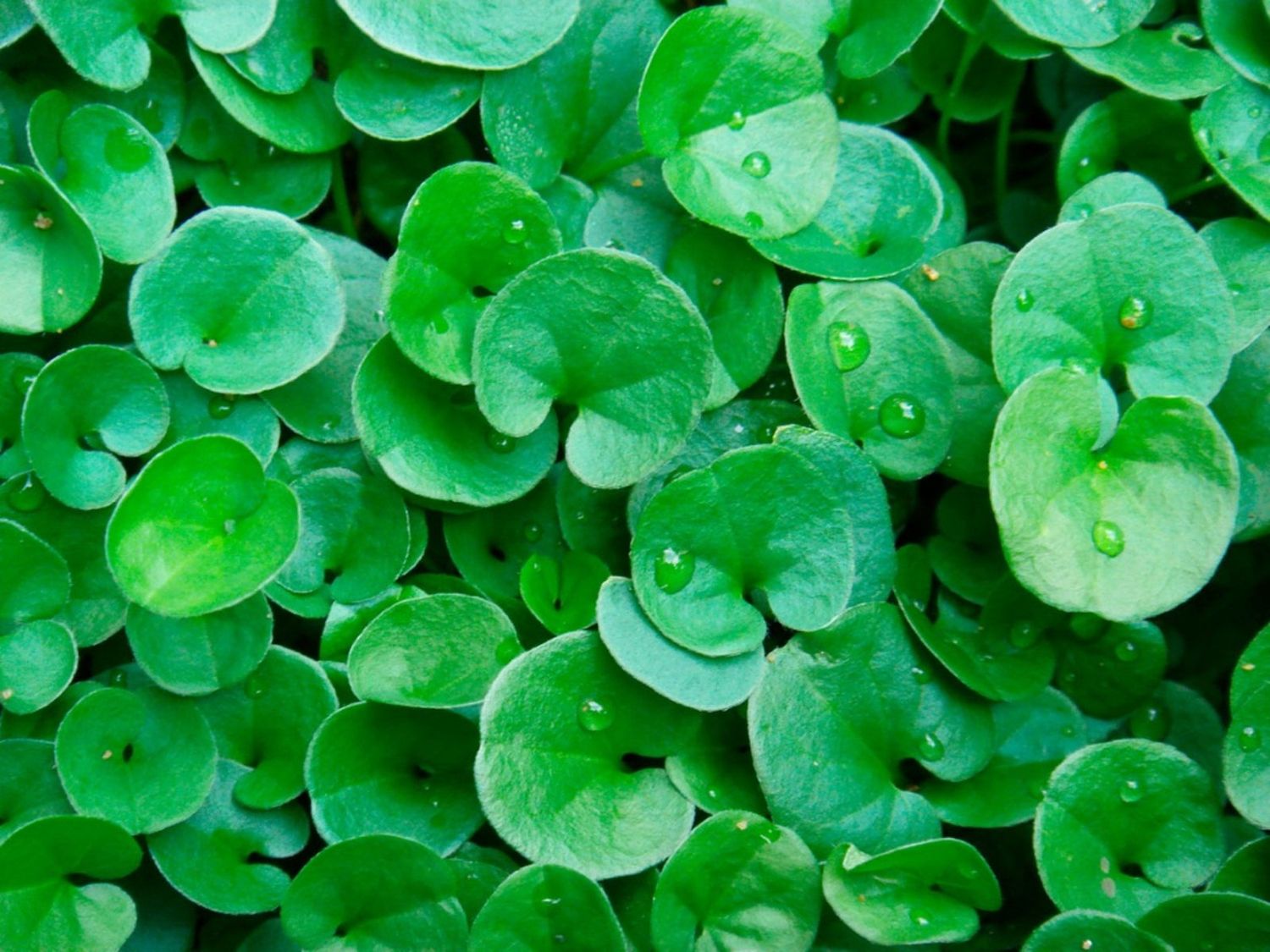 Dichondra Green