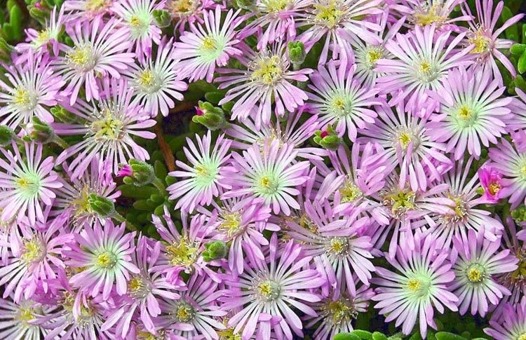 Drosanthemum Floribundum 70mm
