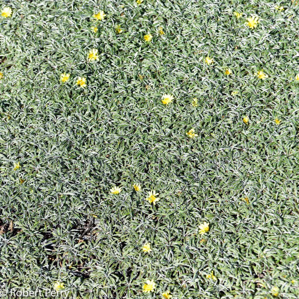 Dymondia 140mm (Silver Carpet)