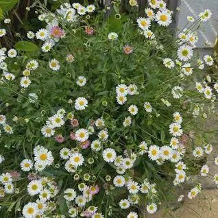 Erigeron Karvinskianus 70mm (Seaside Daisy)