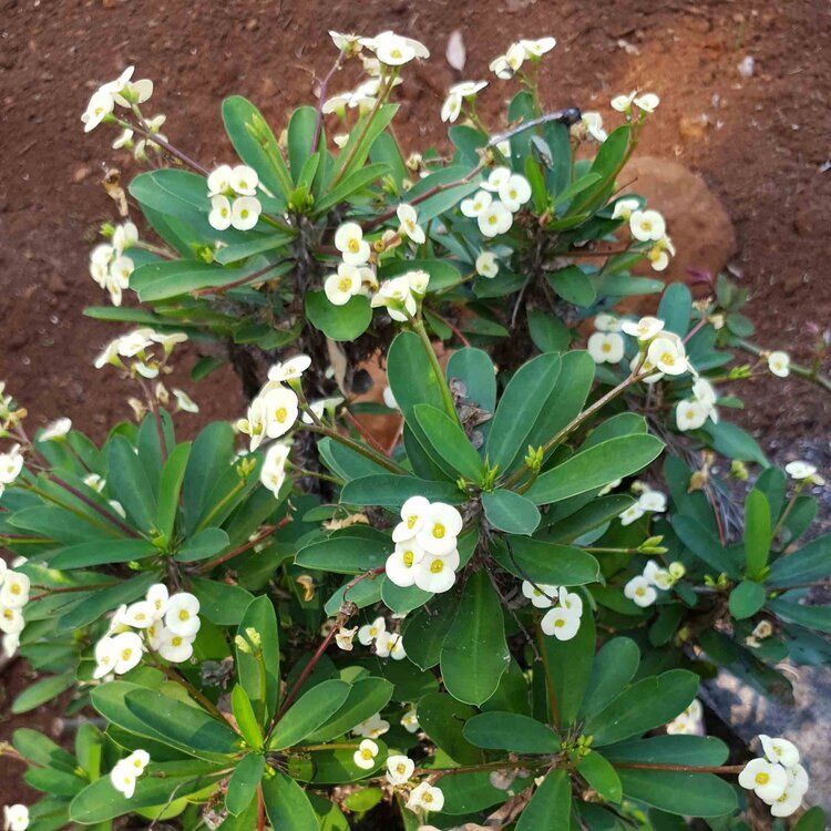 Euphorbia Milii Hermes 140mm