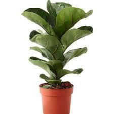 Ficus Lyrata Bambino&#39; 180mm (Fiddle Leaf Fig)
