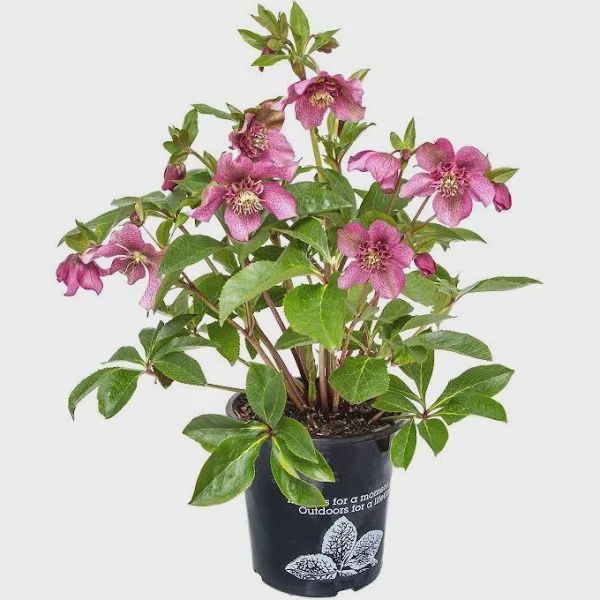 Helleborus Tutu 180mm