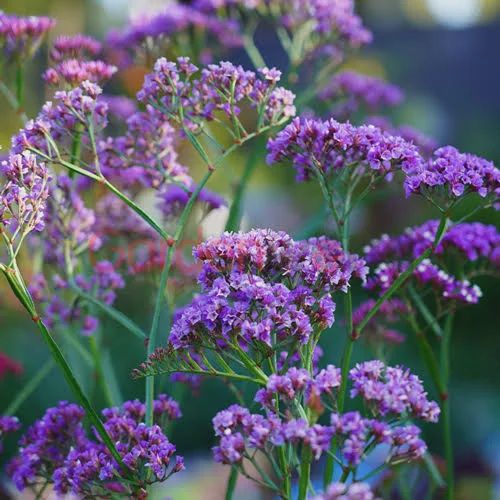 Limonium Perezii 70mm