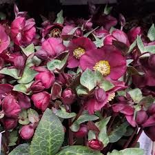 Hellebore Vibey Velvet 180cm