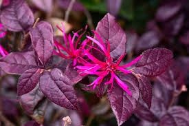 Loropetalum Plum Gorgeous 180mm