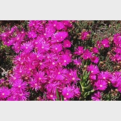 Mesembryanthemum Pink 70mm (Pig Face)