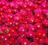 Mesembryanthemum Red 70mm (Pig Face)