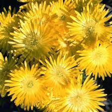 Mesembryanthemum Yellow 70mm (Pig Face)