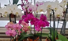 Phalaenopsis Large Single F 100mm (Moth Orchid)