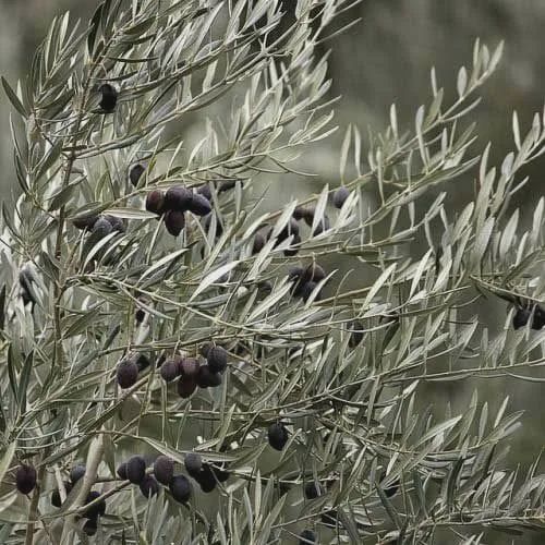 Olive Tolleys Upright 200mm