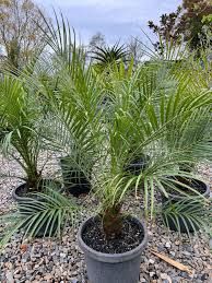 Pheonix Roebelini 20cm (Dwarf Date Palm)