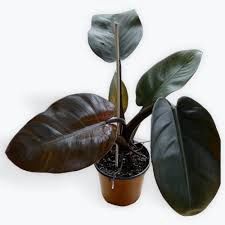 Philodendron Ereubscens Dark Lord 125mm