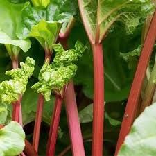 Rhubarb Ruddy Fool 140mm
