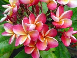 Plumeria Assorted 175mm (Frangipani) SMALL