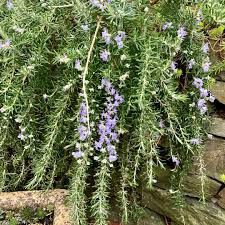 Rosemarinus Prostrate 70mm (Rosemary)