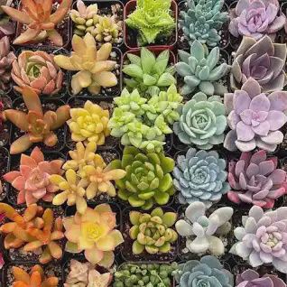 Succulents Assorted 140mm