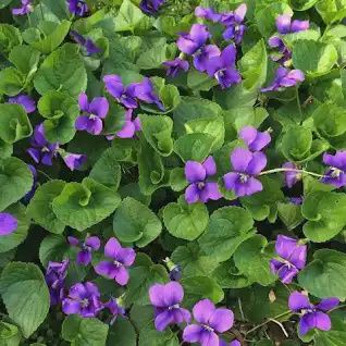 Viola Odorata 140mm (Violet)
