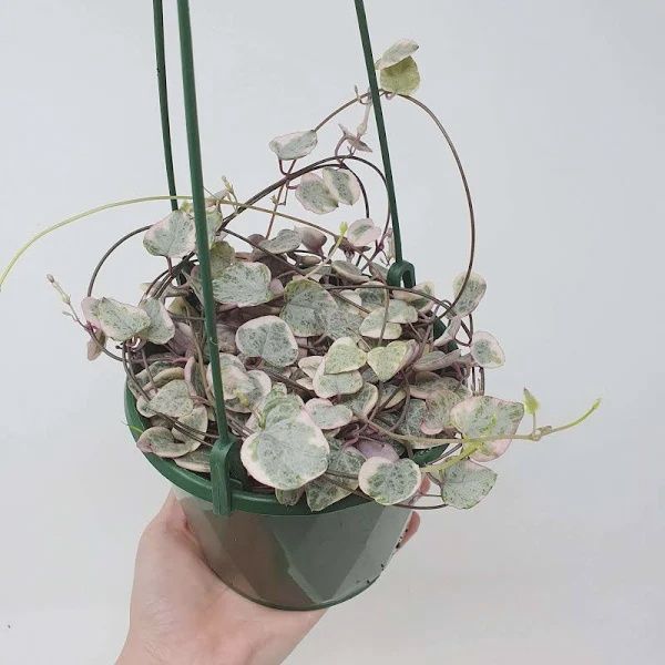 Ceropegia Variegata 130mm