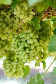 Grape Thompson Seedless 150mm