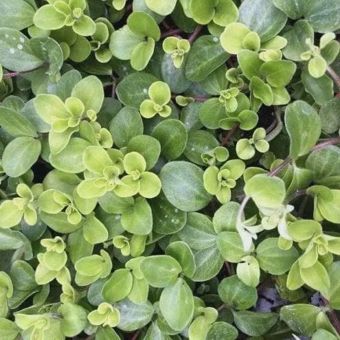 Peperomia Rotundifolia Trailing 130mm