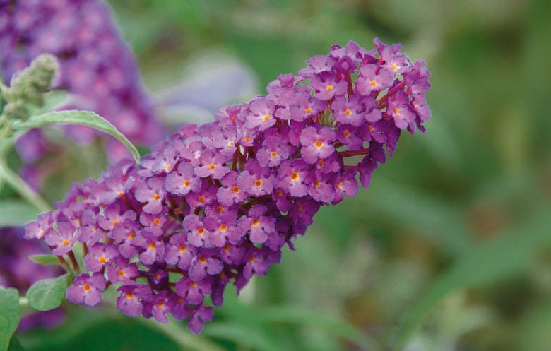 Buddleja Buzz 140mm