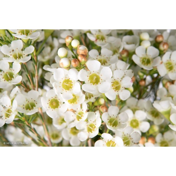 Chamelaucium Dawn Pearl 140mm