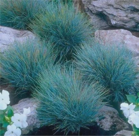 Festuca Elijah Blue 140mm
