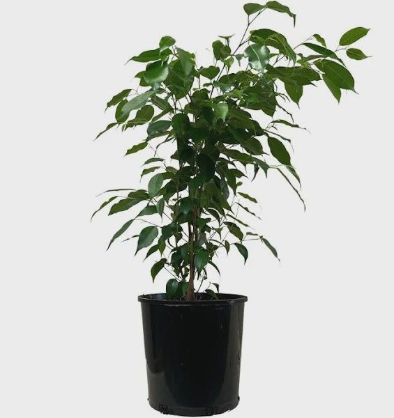Ficus 140mm