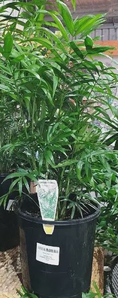 Parlour Palm (Chamaedorea Elegans) 200mm