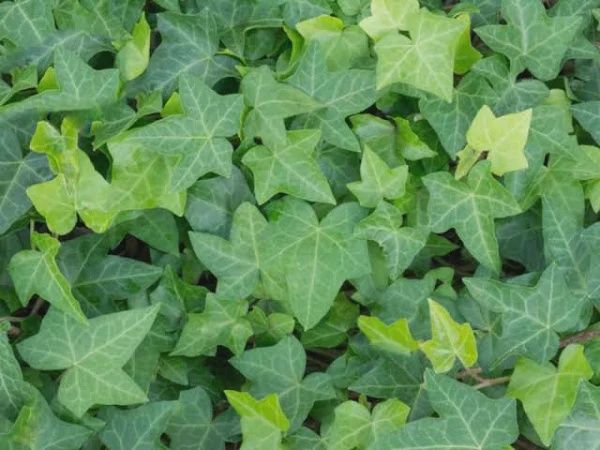 Ivy (Hedra Helix) 140mm