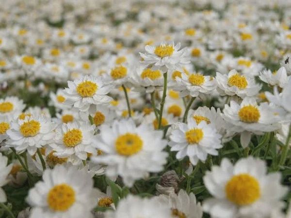 Paper Daisy (Rhodanthe) 70mm