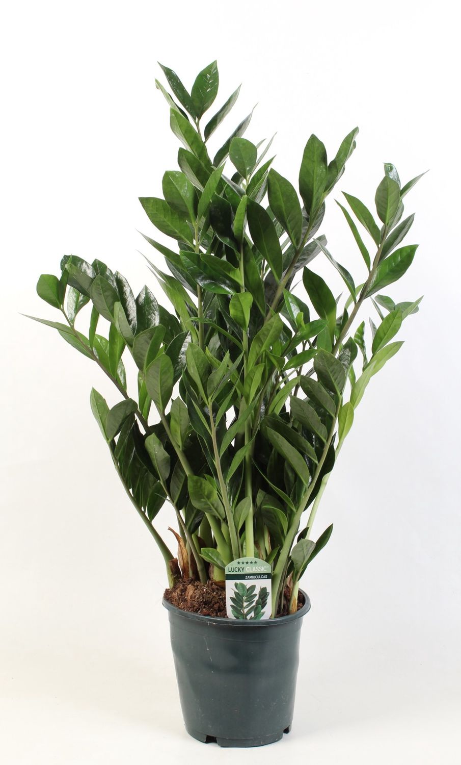 Zamioculcas (ZZ Plant) 180mm