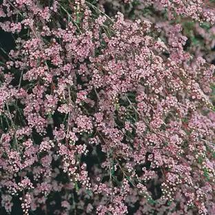 Thryptomene FC Payne 140mm