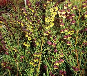 Boronia Dark Prince 140mm