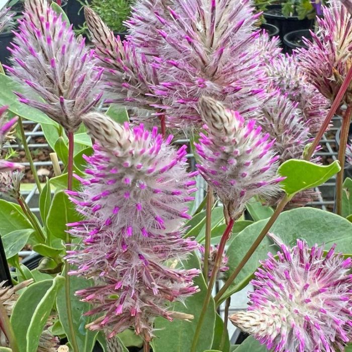 Ptilotus Matilda