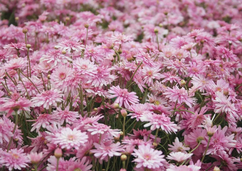 Arg Double Pink 14cm (Daisy)