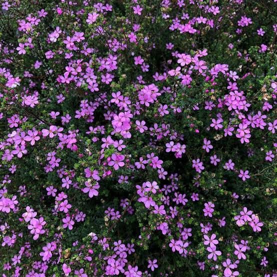 Acmadenia Star Blush 14cm