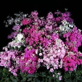 Primula Malacodies
